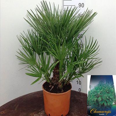 chamaerops-humilis-90cm