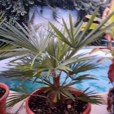 windmolenpalm-zaailingen-opkweek