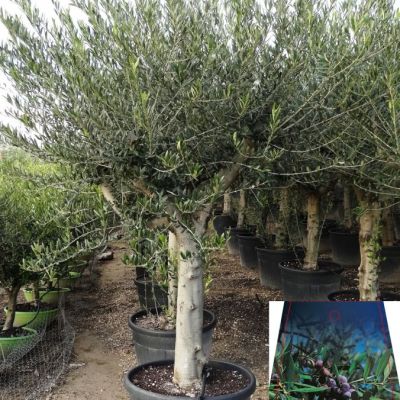 olijf-jong-40cm-stamomtrek