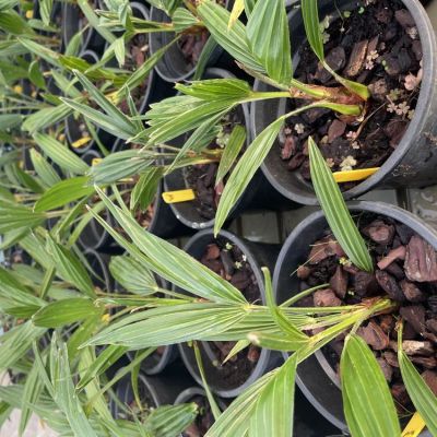 windmolenpalm-zaailingen-opkweek