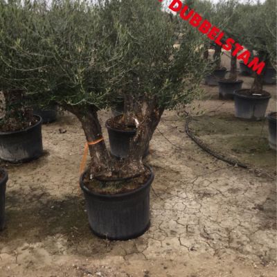 oude-olijfboom-40