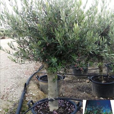 olijfboom-jonge-stam