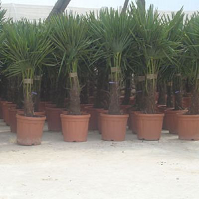 windmolenpalm-80-125cm