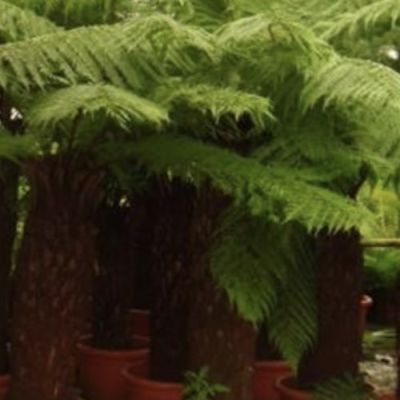 big Tree fern dicksonia
