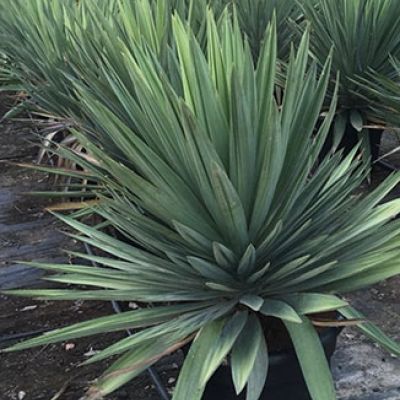 yucca-gloriosa-lonestar