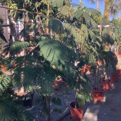 Keukenlaurier pyramide