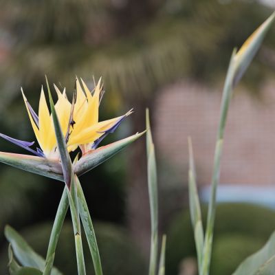 Golden Mandela strelitzia