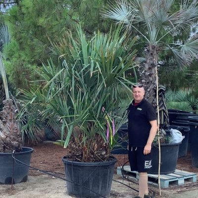 canarische-dadelpalm-phoenix-canaeriensis