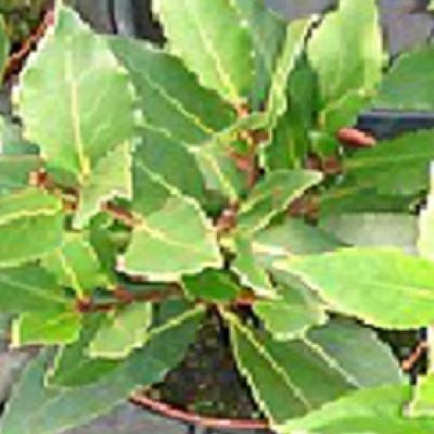 Keukenlaurier laurus nobilis
