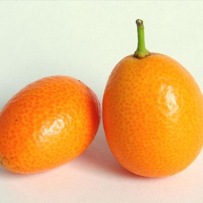 Kumquat