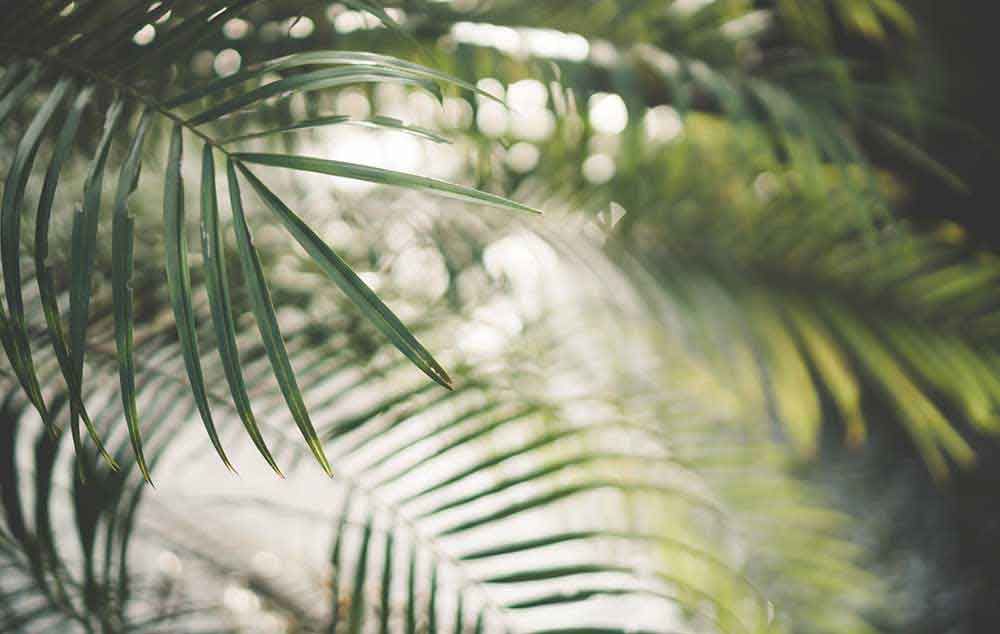 Palmblad-palmboom-trachycarpus-fortunei-palmbomen