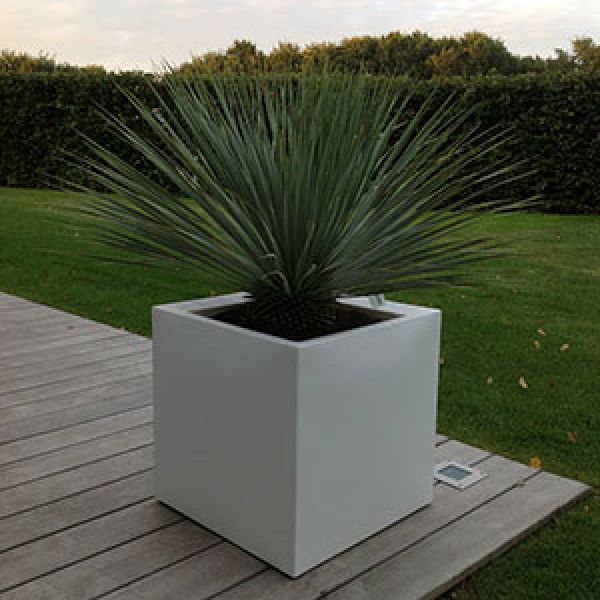 yucca-rostrata-fiberstone-pot