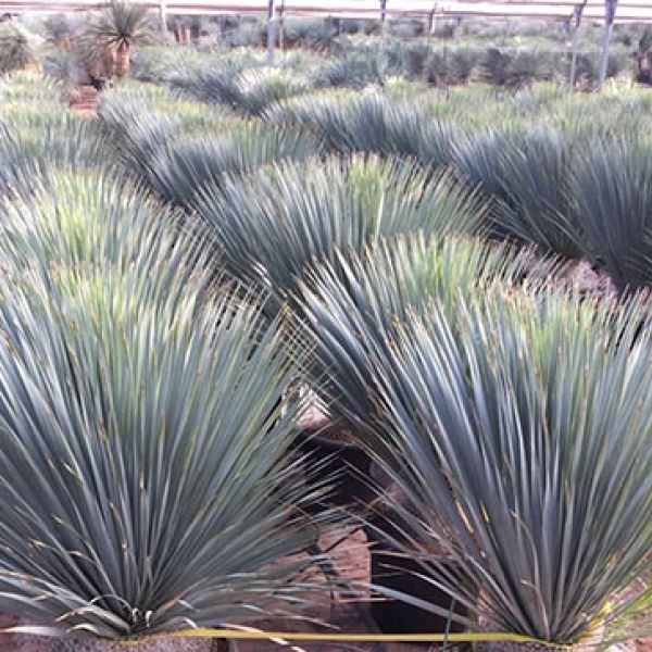 yucca-agaven-cactus