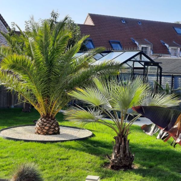 phoenix canaeriensis