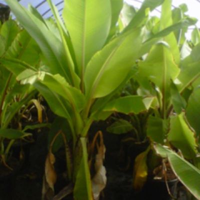 bananenboom-dikke-stam