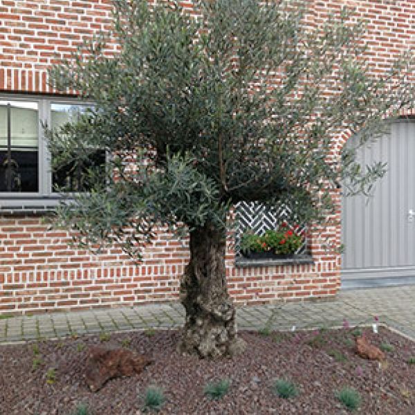 olea-europea-voortuin