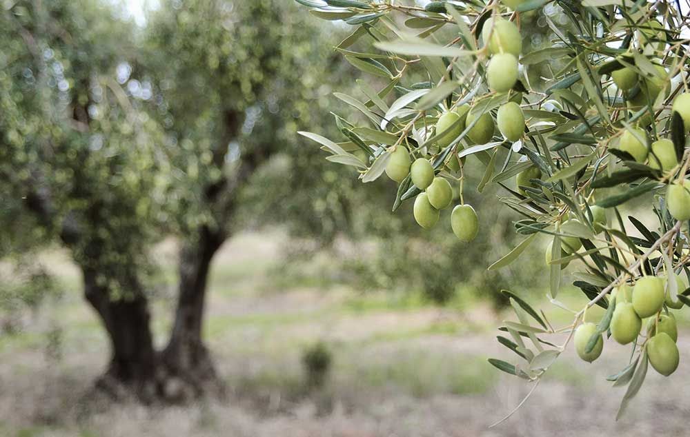 olijfboom 