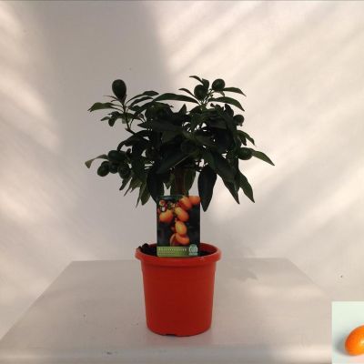 Kumquat dunschil vruchten