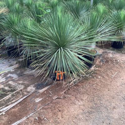 yucca-linearis
