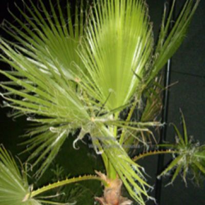 California Palm tree