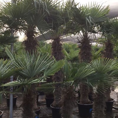 grote-windmolenpalm-trachycarpus-fortunei