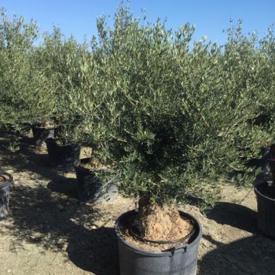 oude-olijfboom-125-jaar