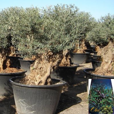 grote-oude-olijfboom