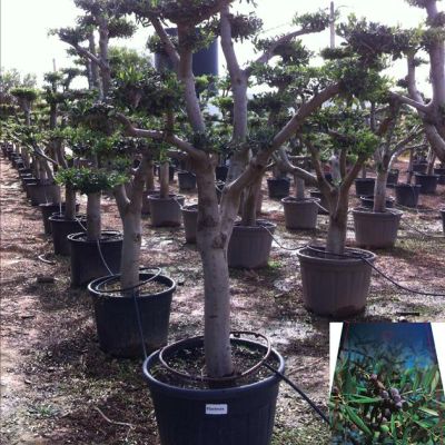 olijfboom-bonsai-dikke-stam