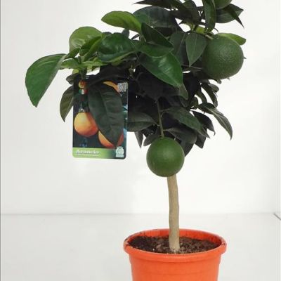 Sinaasappelboom vruchten